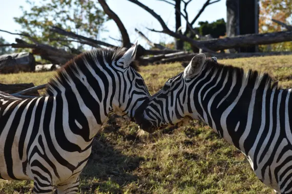 Casino Sticky Wilds Tacaíocht